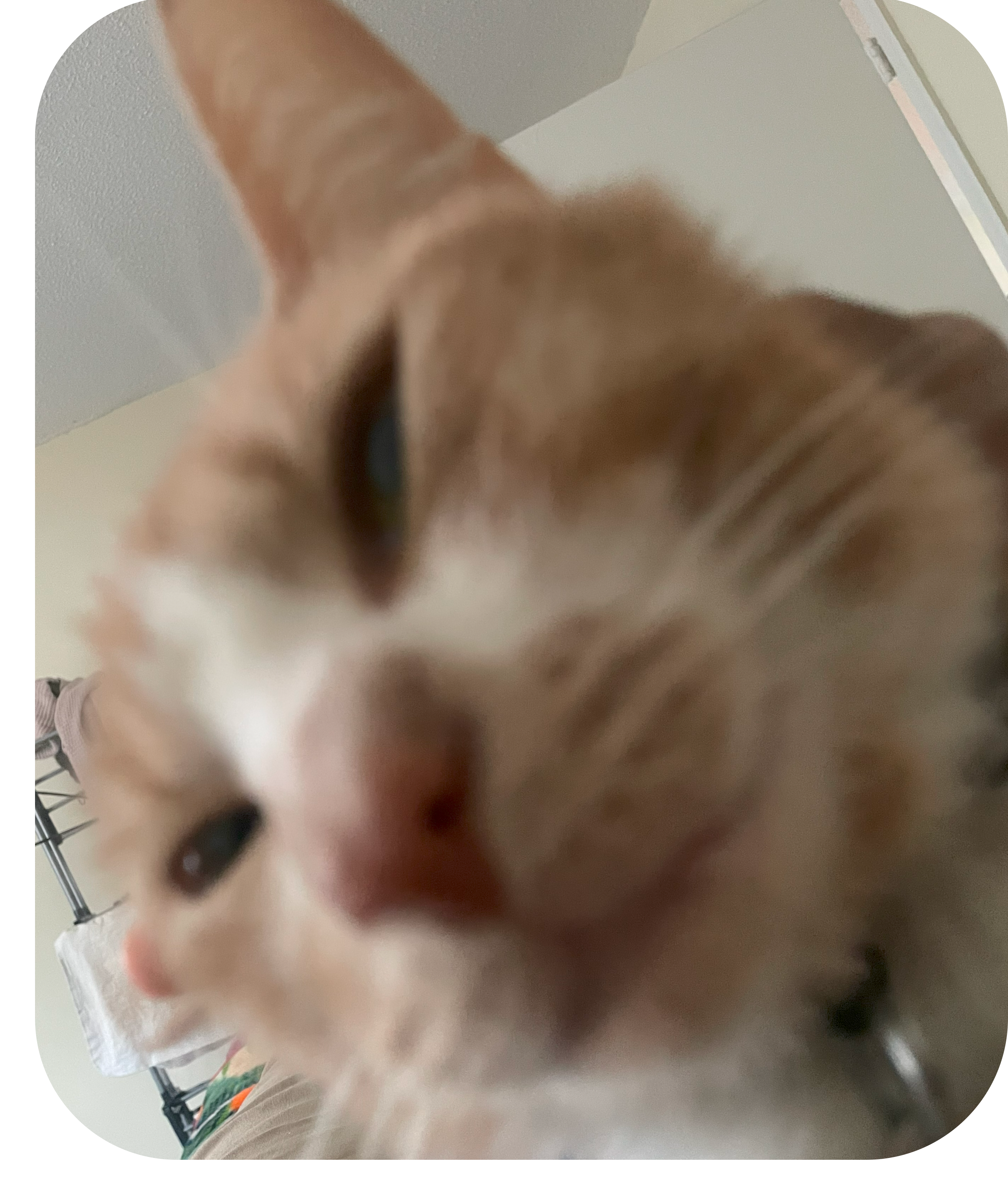 Ginger Silly Face